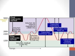 5800    Final
Volumen     inspiración
  (ml)      normal
                              Volumen de
                                  reserva                        Capacidad
                              inspiratoria                      inspiratoria
              Volumen           (3000 ml)
              corriente                                               Capacidad vital
              (500 ml)                                                   4600 ml
   2800                                                Capacidad
   2300                                              pulmonar total
                                       Volumen
           Final                       de reserva
           espiración                  espiratoria
           normal                      (1100 ml)                                Capacidad
   1200                                                                          residual
                    Volumen residual                                            funcional
                       (1200 ml)

           Tiempo
 