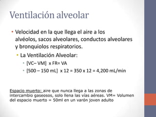 Ventilación alveolar
• Velocidad en la que llega el aire a los
  alvéolos, sacos alveolares, conductos alveolares
  y bronquiolos respiratorios.
  • La Ventilación Alveolar:
      • [VC– VM] x FR= VA
      • [500 – 150 mL] x 12 = 350 x 12 = 4,200 mL/min


Espacio muerto: aire que nunca llega a las zonas de
intercambio gaseosos, solo llena las vías aéreas. VM= Volumen
del espacio muerto = 50ml en un varón joven adulto
 