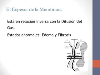 El Espesor de la Membrana

Está en relación inversa con la Difusión del
Gas.
Estados anormales: Edema y Fibrosis.
 