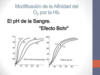 Modificación de la Afinidad del
           O2 por la Hb.
El pH de la Sangre.
              “Efecto Bohr”
 