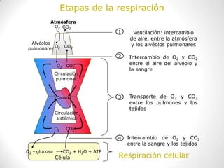 Etapas de la respiración
          Atmósfera
           O2 CO2
                                      1     Ventilación: intercambio
                                           de aire, entre la atmósfera
 Alvéolos                                  y los alvéolos pulmonares
pulmonares O2 CO2
                                      2   Intercambio de O2 y CO2
                O2 CO2
                                          entre el aire del alveolo y
                                          la sangre
               Circulación
                pulmonar



                Corazón               3   Transporte de O2 y CO2
                                          entre los pulmones y los
                                          tejidos
               Circulación
                sistémica

               O2    CO2

                                      4   Intercambio de O2 y CO2
                                          entre la sangre y los tejidos
O2 + glucosa        CO2 + H2O + ATP
               Célula                 Respiración celular
 