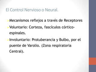 El Control Nervioso o Neural.

Mecanismos    reflejos a través de Receptores
Voluntario:   Corteza, fascículos córtico-
 espinales.
Involuntario:   Protuberancia y Bulbo, por el
 puente de Varolio. (Zona respiratoria
 Central).
 