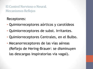 El Control Nervioso o Neural.
Mecanismos Reflejos

Receptores:
• Quimiorreceptores aórticos y carotídeos
• Quimiorreceptores de subst. Irritantes.
• Quimiorreceptores Centrales, en el Bulbo.
• Mecanorreceptores de las vías aéreas
  (Reflejo de Hering-Brauer: se disminuyen
  las descargas inspiratorias via vagal).
 