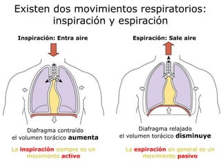 Existen dos movimientos respiratorios:
        inspiración y espiración
  Inspiración: Entra aire          Espiración: Sale aire




      Diafragma contraído             Diafragma relajado
el volumen torácico aumenta    el volumen torácico disminuye

La inspiración siempre es un     La espiración en general es un
     movimiento activo                movimiento pasivo
 