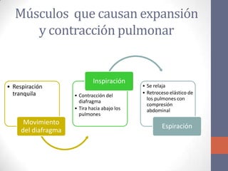 Músculos que causan expansión
     y contracción pulmonar


                             Inspiración
• Respiración                                 • Se relaja
  tranquila                                   • Retroceso elástico de
                     • Contracción del
                                                los pulmones con
                       diafragma
                                                compresión
                     • Tira hacia abajo los     abdominal
                       pulmones
      Movimiento
                                                      Espiración
     del diafragma
 