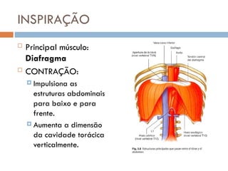 INSPIRAÇÃO
 Principal músculo:
Diafragma
 CONTRAÇÃO:
 Impulsiona as
estruturas abdominais
para baixo e para
frente.
 Aumenta a dimensão
da cavidade torácica
verticalmente.
 