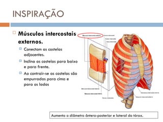 INSPIRAÇÃO
 Músculos intercostais
externos.
 Conectam as costelas
adjacentes.
 Inclina as costelas para baixo
e para frente.
 Ao contrair-se as costelas são
empurradas para cima e
para os lados
Aumenta o diâmetro ântero-posterior e lateral do tórax.
 