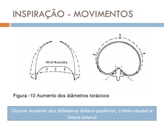 INSPIRAÇÃO - MOVIMENTOS
Ocorre aumento dos diâmetros ântero-posterior, crânio-caudal e
látero-lateral
 