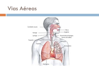 Vias Aéreas
 