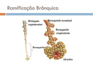 Ramificação Brônquica
 