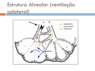 Estrutura Alveolar (ventilação
colateral)
 