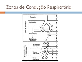 Zonas de Condução Respiratória
 
