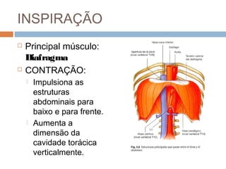 INSPIRAÇÃO 
 Principal músculo: 
Diafragma 
 CONTRAÇÃO: 
 Impulsiona as 
estruturas 
abdominais para 
baixo e para frente. 
 Aumenta a 
dimensão da 
cavidade torácica 
verticalmente. 
 