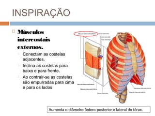 INSPIRAÇÃO 
 Músculos 
intercostais 
externos. 
 Conectam as costelas 
adjacentes. 
 Inclina as costelas para 
baixo e para frente. 
 Ao contrair-se as costelas 
são empurradas para cima 
e para os lados 
Aumenta o diâmetro ântero-posterior e lateral do tórax. 
 