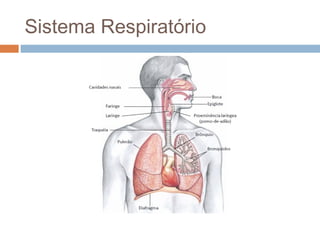 Sistema Respiratório 
 