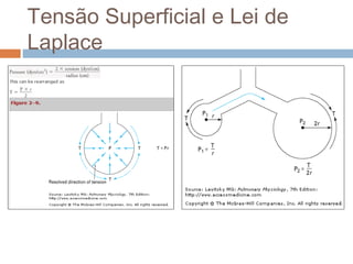 Tensão Superficial e Lei de 
Laplace 
 