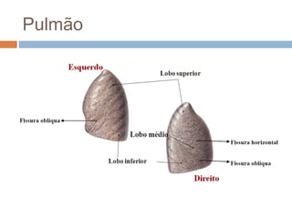 Pulmão 
 