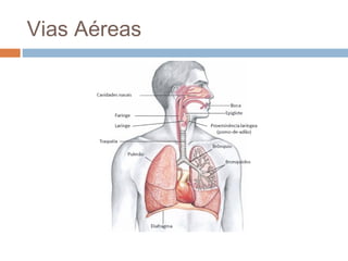 Vias Aéreas 
 