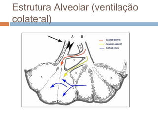 Estrutura Alveolar (ventilação 
colateral) 
 