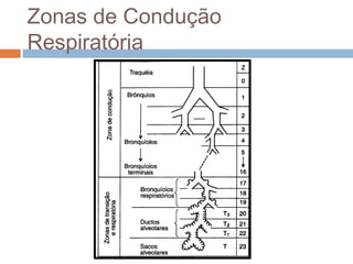Zonas de Condução 
Respiratória 
 