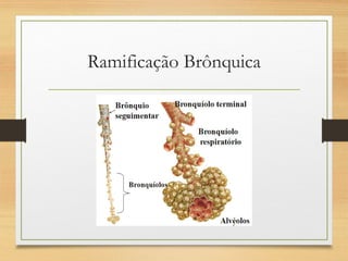 Ramificação Brônquica
 