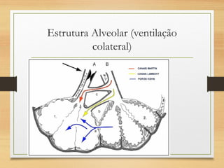 Estrutura Alveolar (ventilação
colateral)
 