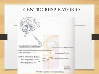 CENTRO RESPIRATÓRIO
 