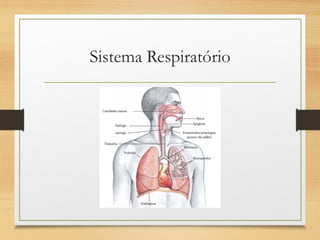 Sistema Respiratório
 