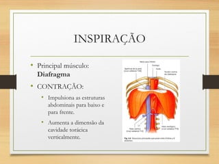 INSPIRAÇÃO
• Principal músculo:
Diafragma
• CONTRAÇÃO:
• Impulsiona as estruturas
abdominais para baixo e
para frente.
• Aumenta a dimensão da
cavidade torácica
verticalmente.
 