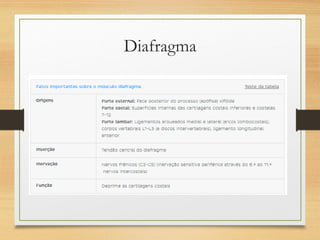 Diafragma
 