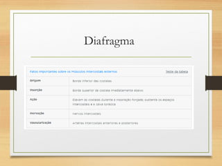 Diafragma
 