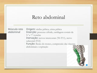 Reto abdominal
Músculo reto
abdominal
Origem: sínfise púbica, crista púbica
Inserção: processo xifoide, cartilagens costais da
5.ª a 7.ª costelas
Inervação: nervos intercostais (T6-T11), nervo
subcostal (T12)
Função: flexão do tronco, compressão das vísceras
abdominais e expiração
 