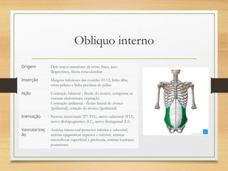 Obliquo interno
Origem Dois terços anteriores da crista ilíaca, arco
iliopectíneo, fáscia toracolombar
Inserção Margens inferiores das costelas 10-12, linha alba,
crista púbica e linha pectínea do púbis
Ação Contração bilateral - flexão do tronco, comprime as
vísceras abdominais, expiração
Contração unilateral - flexão lateral do tronco
(ipsilateral), rotação do tronco (ipsilateral)
Inervação Nervos intercostais (T7-T11), nervo subcostal (T12),
nervo iliohipogástrico (L1), nervo ilioinguinal (L1)
Vascularizaç
ão
Artérias intercostal posterior inferior e subcostal,
artérias epigástricas superior e inferior, artérias
circunflexas superficial e profunda, artérias lombares
posteriores
 