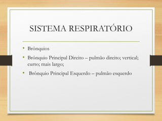 SISTEMA RESPIRATÓRIO
• Brônquios
• Brônquio Principal Direito – pulmão direito; vertical;
curto; mais largo;
• Brônquio Principal Esquerdo – pulmão esquerdo
 