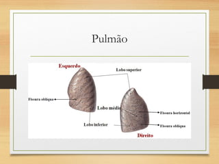 Pulmão
 