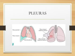 PLEURAS
 
