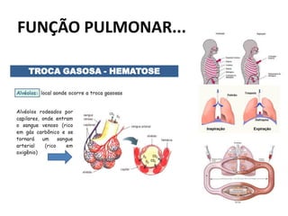 FUNÇÃO PULMONAR...
 