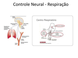 Controle Neural - Respiração
 