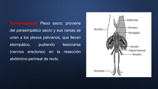 Parasimpática: Plexo sacro, proviene
del parasimpático sacro y sus ramas se
unen a los plexos pelvianos, que llevan
elsimpático, pudiendo lesionarse
(nervios erectores) en la resección
abdómino-perineal de recto.
 