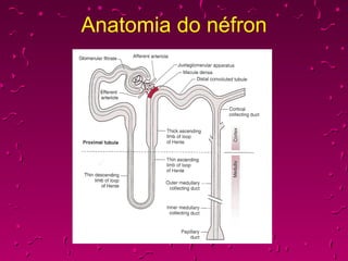Anatomia do néfron 
