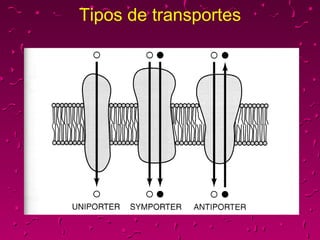 Tipos de transportes 