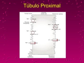Túbulo Proximal 