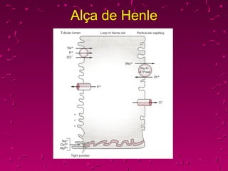 Alça de Henle 