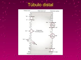 Túbulo distal 