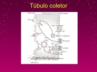 Túbulo coletor 