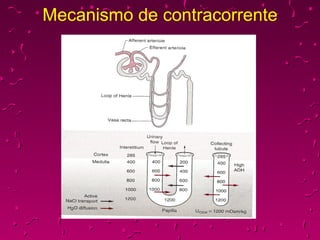 Mecanismo de contracorrente 