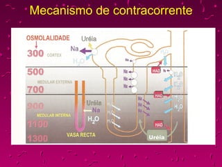 Mecanismo de contracorrente 