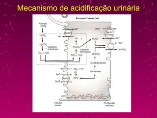 Mecanismo de acidificação urinária 