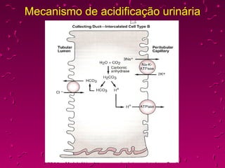 Mecanismo de acidificação urinária 