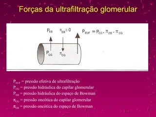 Forças da ultrafiltração glomerular P EUF  = pressão efetiva de ultrafiltração P CG  = pressão hidráulica do capilar glomerular P EB  = pressão hidráulica do espaço de Bowman  CG  = pressão oncótica do capilar glomerular  EB  = pressão oncótica do espaço de Bowman 